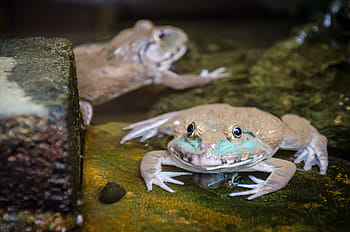 frog in thailand, frog, green, animal, amphibian, wildlife, nature, tropical, isolated, cute, toad