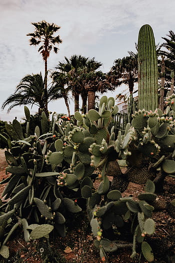 plantas de portugal, jardín, flora, naturaleza, plantas, suculentas, botánicas, portugal, algarve, cactus, agave