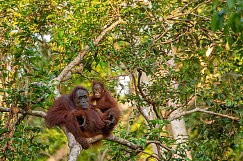 Orang-Utan, Mutter, Tier, Säugetier, Kind, Affe, Primas, Borneo, Orange, wild, Tierwelt