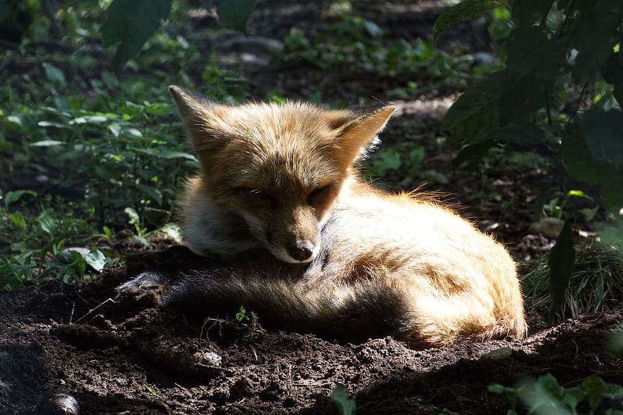 fuchs, spát, Příroda, divoké zvíře, živočišného světa, šelmy, zvířecí portrét, lesní zvíře, roztomilý, unavený, dravec