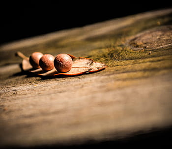 tree stump, bark, balls, leaf