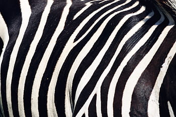 zebra stripes, animalsNature, africa, wildlife