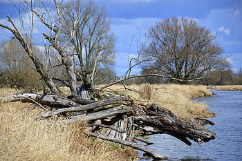 peisaj, natură, Riverside, sau pajiști, Brandenburg, râu, sau, copaci, mort copac, primăvară