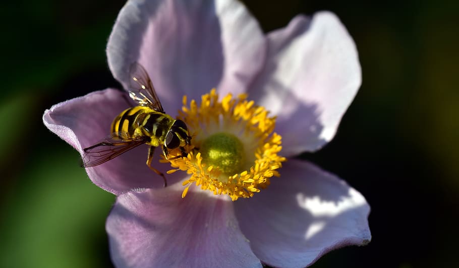hoverfly, anemone, summer, nature, pollen, close up, pink, blossom, bloom, flower, small