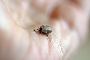 tick, wood tick, blood sucker, hand, animal, creature, mites, ixodida, fully drawn, dangerous, pathogen