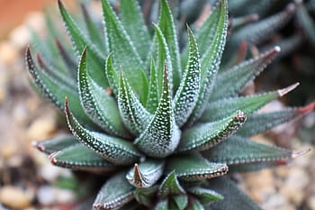 lähikuva, mehevä, kasvi haworthia attenuata, seepra-kasvi, apicra attenuata, aloe clariperla, perhe, ei-kaktuskasveja, elää, aavikko, etelä