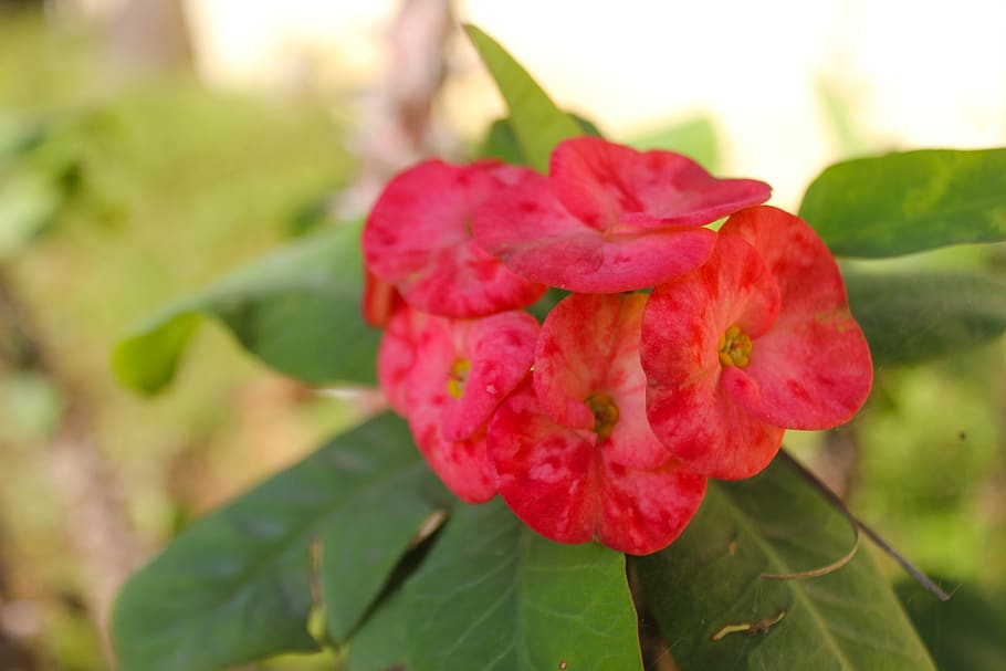 flower, photography, ga, plant, garden