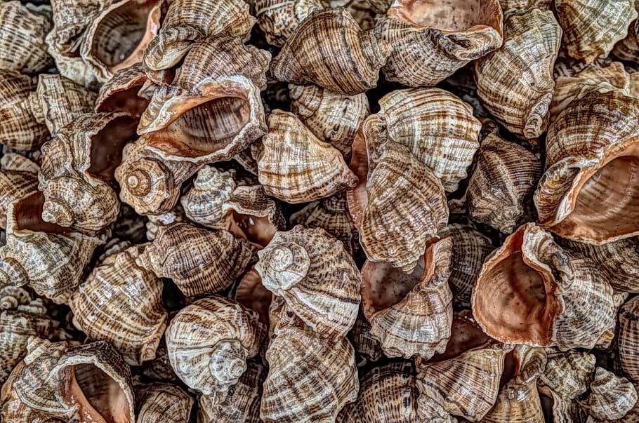 shell, sink, nature, sea, beach, life, ocean, ornament, coast, clam, water