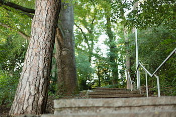gradually, forest, crooked, trees, tübingen, hiking, away, uphill