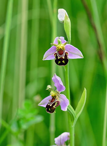 bee-orchid, wildflower, flora, plant, ophrys, botany, species, nature, pink, purple, rare