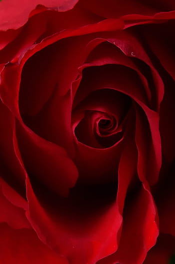 ローズ、 バラの花びら、 赤いバラ、 ロマンチック、 愛、 ロマンス、 自然、 ピンク、 壁紙、 フラワーズ、 心臓