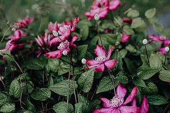 mekar, clematis, 