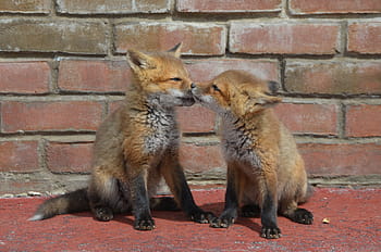 fox, kits, family, brothers, animal, love, adorable, nature, wild, wildlife, brick