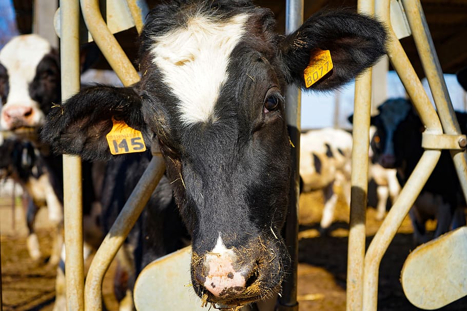 kráva, frisian, friesian krávy, puntíkovaný, bovino, chovatel, lombardie, Itálie, italský friesian, hospodářských zvířat, mléko