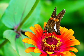 skipper butterfly, resting, zinnia flower, flower., butterfly images, butterfly pictures, butterflies, butterfly photos