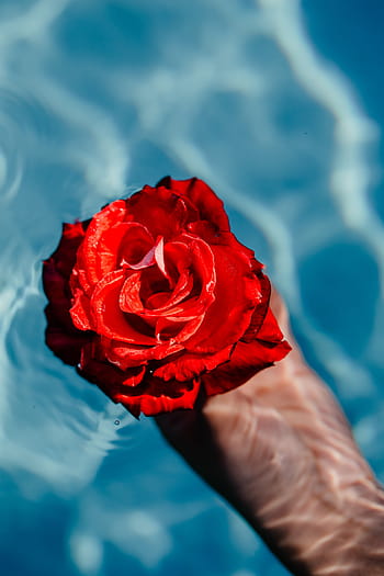 fresco, jardín, rosa, azul, agua, natación, piscina, cálido, día de verano, verano, flor