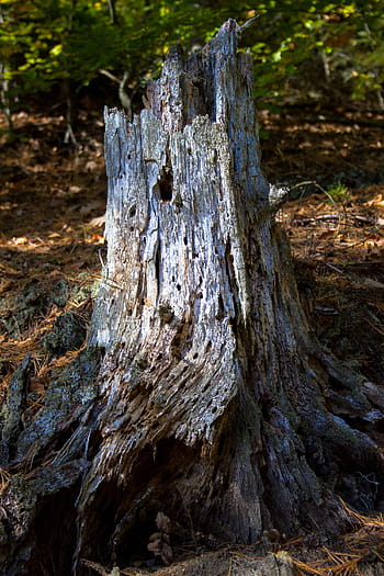 old, rotten, tree stump, stump., tree, wood, stump