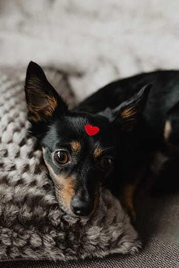 cão, coração, cabeça, animal de estimação, bonitinho, cachorro, adorável, amor, vermelho, dia dos namorados, pouco