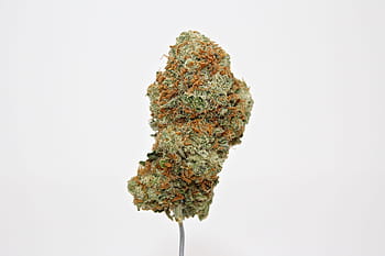 plevel, konopí, marihuana, zatuchlý, ganja, thc, stoner, kouř