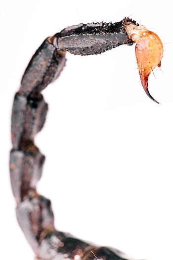 Štír, ocas, stinger, izolovaný, jedovatý, dráp, jeden, živobytí, bezobratlý, chelicera, exotiky