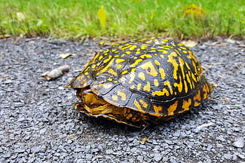 turtle, crossing, road., terrapin, terrapin turtle, turtle shell, tortoise, turtle pictures, turtle images, pictures of terrapins, terrapin images