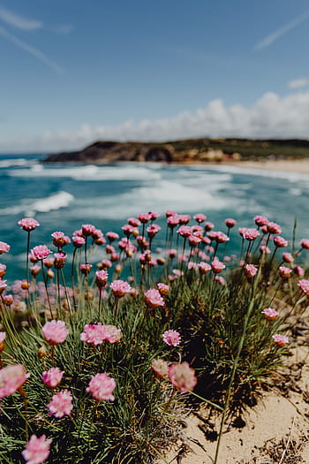 cluster, rosa, flores, crescente, oceano, borda, praia, costa, verão, água, natureza