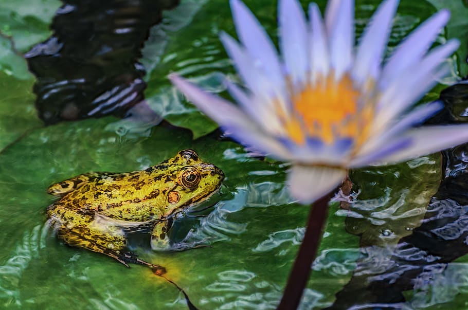 katak, lily air, alam, fauna, flora, air, bunga, kolam, daun, hijau, lily putih