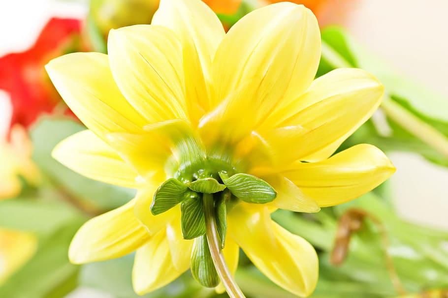 close-up, color, colorful, decoration, flora, floral, florist, flower, freshness, natural, nature