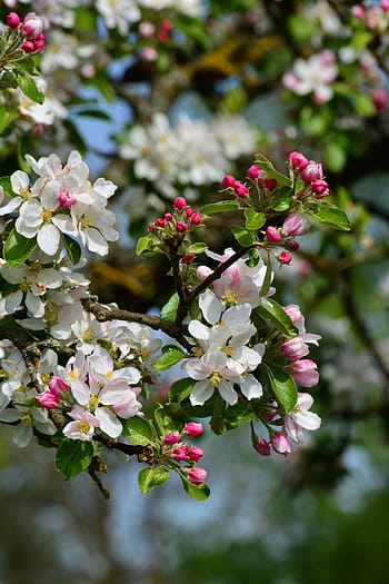 fiori di melo, albero di mele, primavera, fiori, bocciolo di mela, albero, ramo, albero da frutta, fiorire