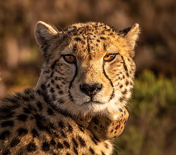 Gepard, dravec, velká kočka, portrét, živočišného světa, divoký, kočka, rychle, nebezpečný, divoké zvíře, kreslení hlavy