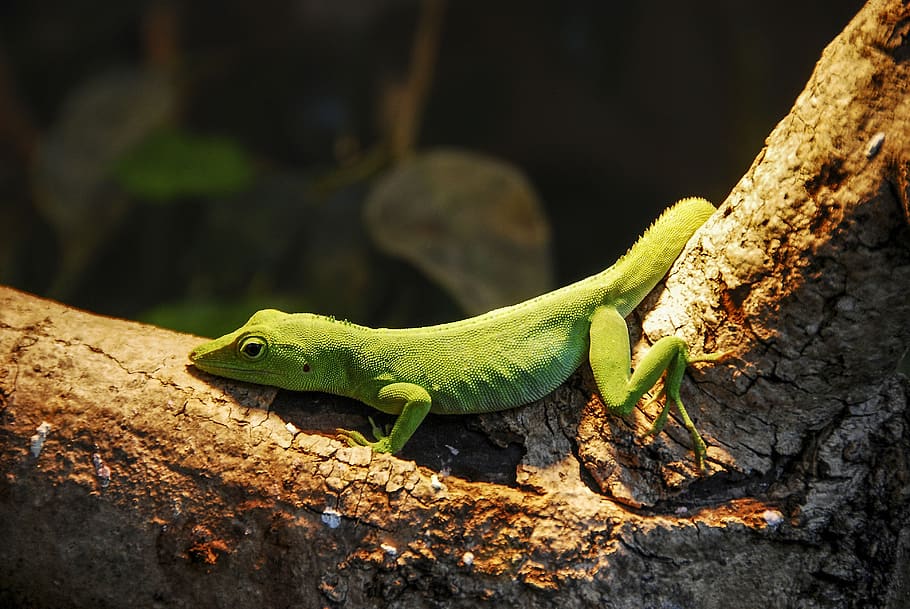 karibský, anolis, ještěrka, plaz, tropický, stvoření, ještěrky, Příroda, chladnokrevných zvířat, plazů, zvíře