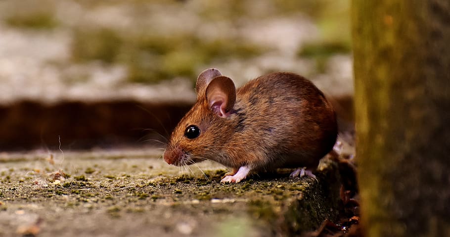ウッドマウス、 齧歯類、 むなしい、 採餌、 マウス、 哺乳類、 自然、 可愛い、 小さい、 動物、 ボタンの目