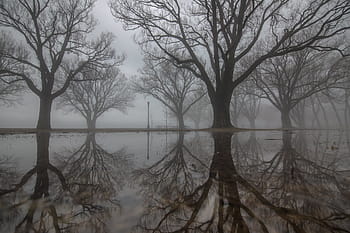 grand, des arbres, reflets, eau, brumeux, journée, brouillard, les bois, forêt, scène, Matin