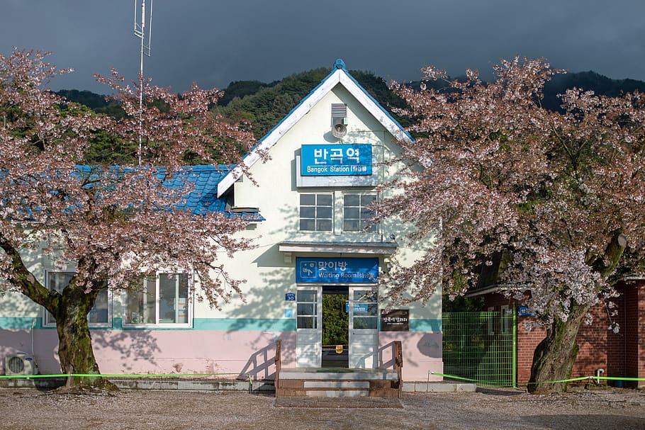 inflection area, train station, gangwon do, native, cherry blossom, spring, pink, flowers, nature, cherry tree, plants