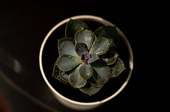 negru, picături, gri, verde, frunze, plante, vase, apă, alb