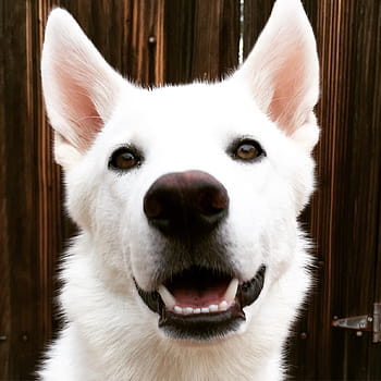 close, white, husky, dog, brown, eyes., face, fur, looking at camera, portrait, puppy