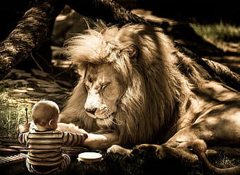 mammifero, natura, ritratto, animale, gatto, grande gatto, Leone, criniera, nero di seppia, gattopardo, dolce