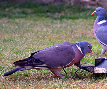 wood pigeon, feeding, garden, southeast, england, bird, columba palumbus, wild, nuts, seed, food