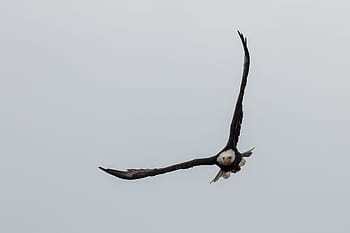 eagle, bald, flying, sky, wings, predator, bird, majestic, yellowstone national park, wyoming, usa
