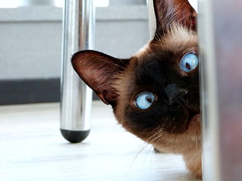 eyes, cat, feline, looking, crossed, peeking, portrait, kitty, humor, funny, domestic