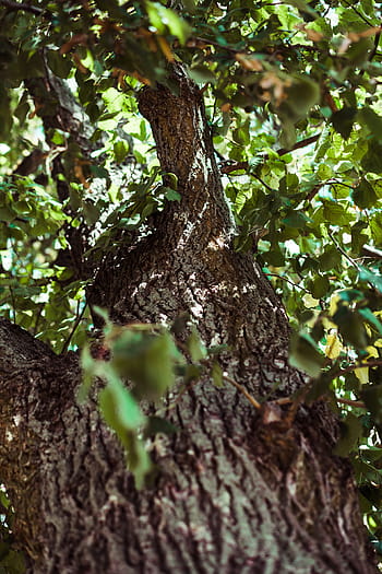 tronco de árvore, outono, verde, folha, folhas, natureza, árvores, copas das árvores, tronco