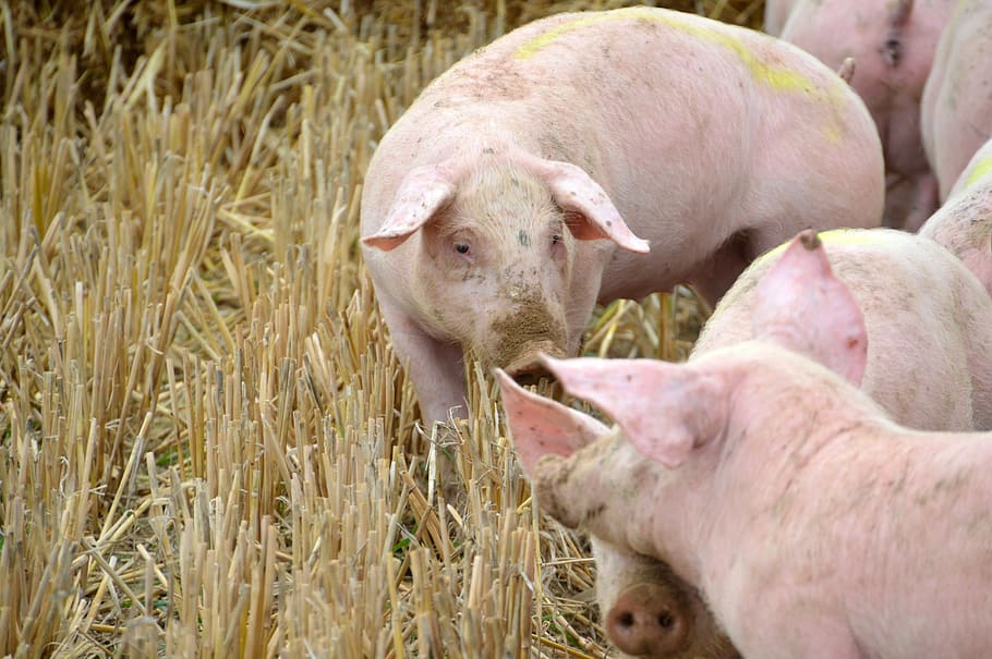 allevamento, Maiale, suino, maialino, mammiferi, azienda agricola, maiali, animali, allevatore, operazione