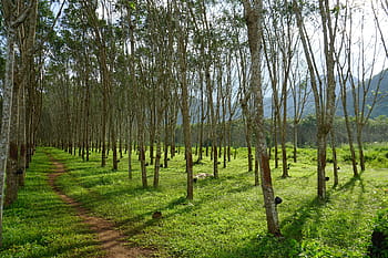 rubber tree, rubber trees, rubber, tree, latex, plantation, kanchanaburi, thailand