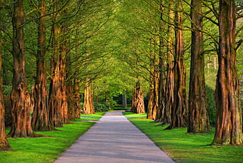 lane, tree, tree lined lane, park, path, grass, tall trees, wood, outdoors
