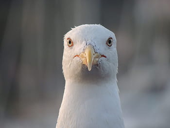 facing, seagull, bird, animal, seabirds, gulls, grey, black, white, wings, beak
