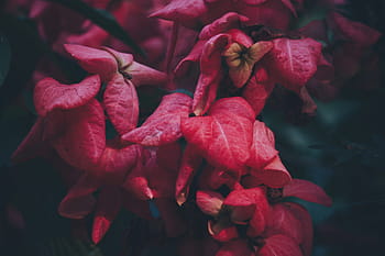 flower, red, petal, bloom, garden, plant, nature, autumn, fall