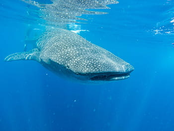 mare, oceano, blu, acqua, pesce, acquatico, animale, subacqueo, natura, nuoto