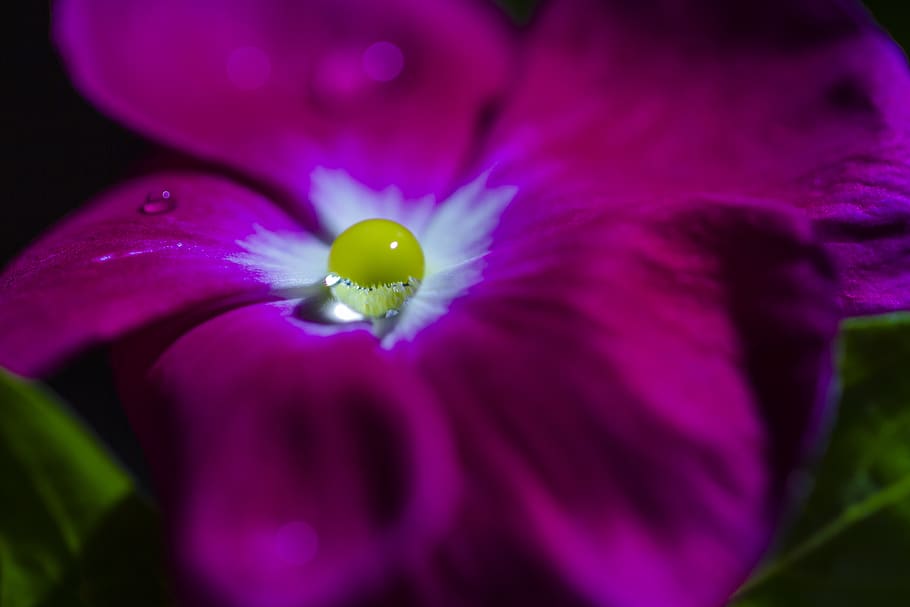 drop, crystallization, water, rose, crystal, drops, flowers