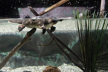 ptakopysk, monotreme, savec, australský, volně žijících živočichů