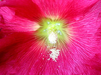 pink, hollyhock, pollen, pink hollyhock, flower, macro